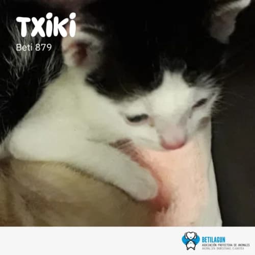 Txiki, Mixed Breed (Betilagun)