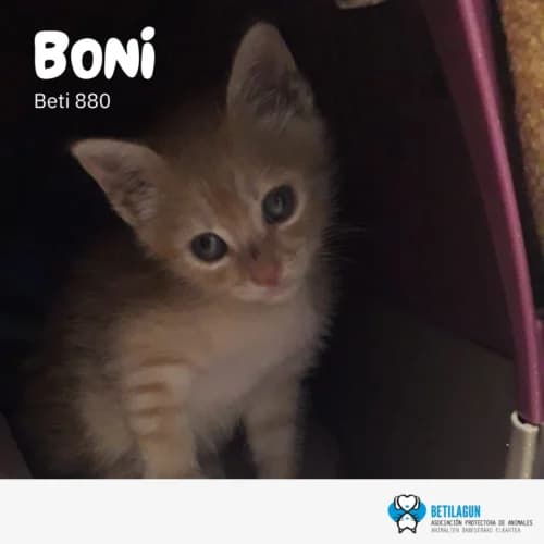 Boni, Mixed Breed (Betilagun)
