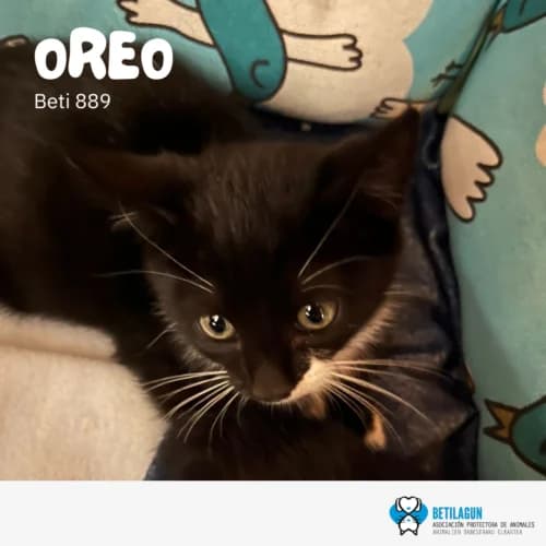 Oreo, Mixed Breed (Betilagun)
