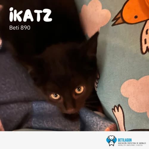 Ikatz, Mixed Breed (Betilagun)