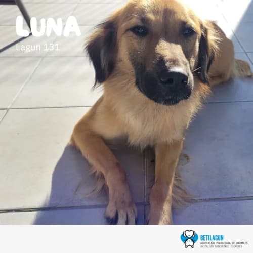 Luna –,  Mixed Breed for adoption at Betilagun