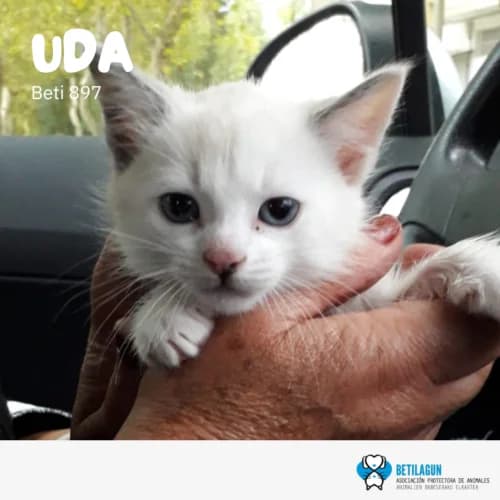 Uda, Mixed Breed (Betilagun)