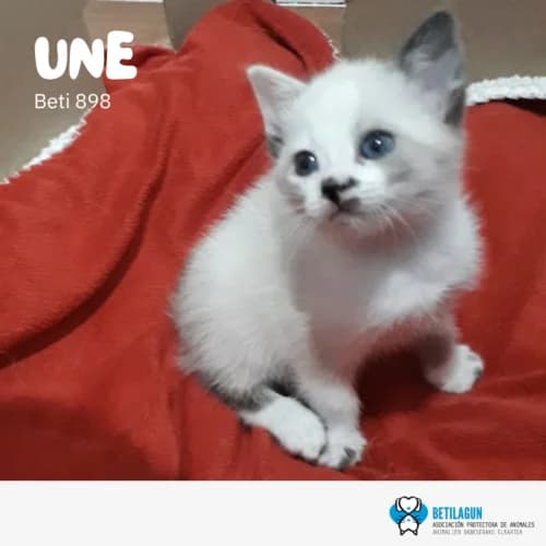 Une – en preadopción, Mixed Breed (Betilagun)