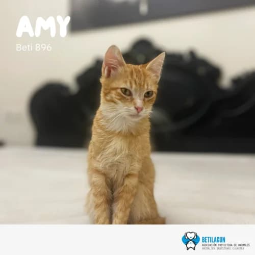 Amy –, Mixed Breed (Betilagun)
