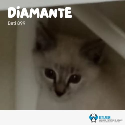 Diamante –,  Mixed Breed for adoption at Betilagun