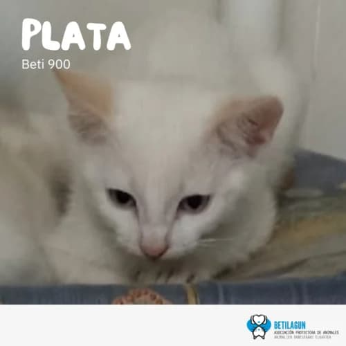 Plata –, Mixed Breed (Betilagun)