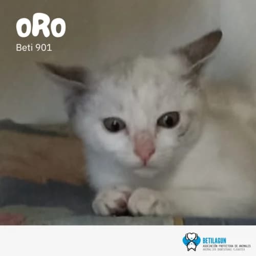 Oro – en preadopción, Mixed Breed (Betilagun)