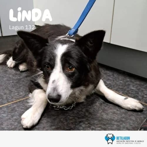 Linda –,  Mixed Breed for adoption at Betilagun