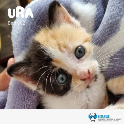 Ura –,  Mixed Breed for adoption at Betilagun