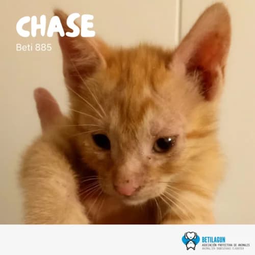 Chase – en preadopción, Mixed Breed (Betilagun)