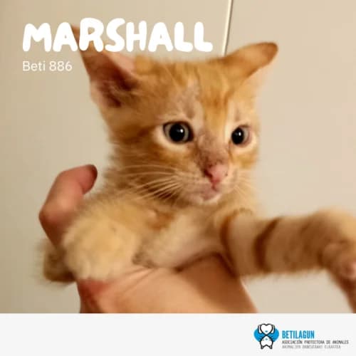 Marshall, Mixed Breed (Betilagun)