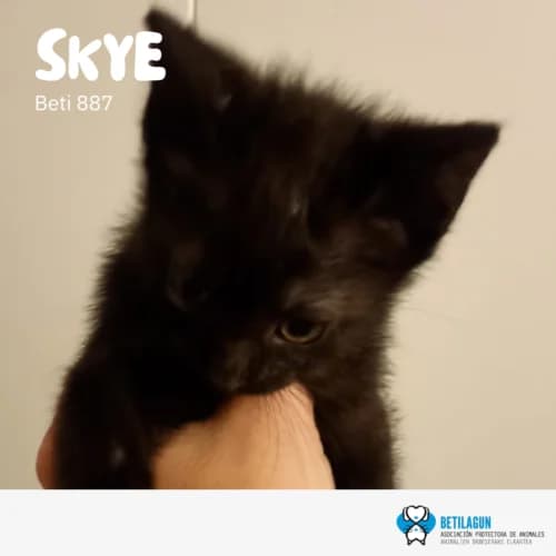 Skye – en preadopción, Mixed Breed (Betilagun)