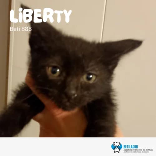 Liberty –, Mixed Breed (Betilagun)