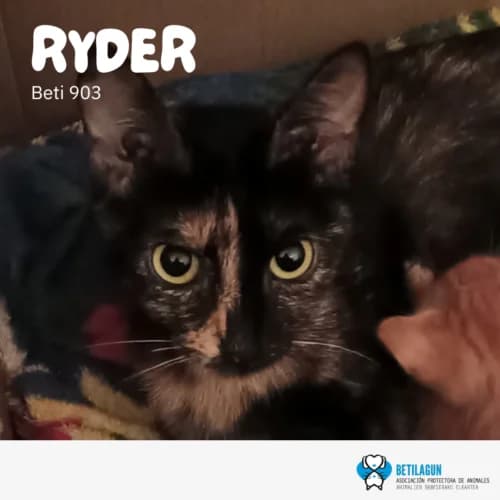 Ryder – en preadopción,  Mixed Breed for adoption at Betilagun