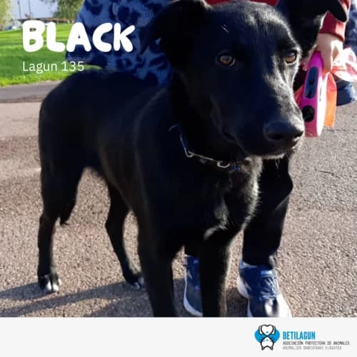 Black, Mixed Breed (Betilagun)