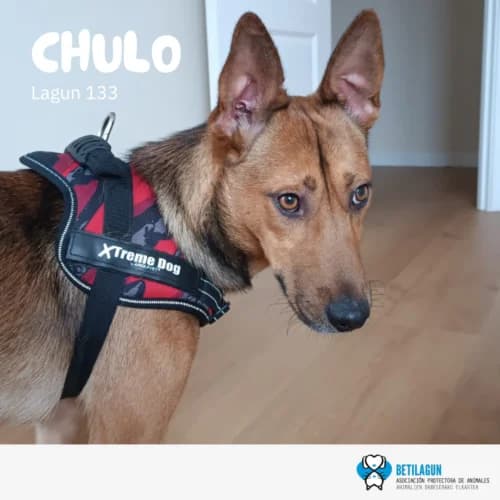 Chulo – en preadopción, Mixed Breed (Betilagun)