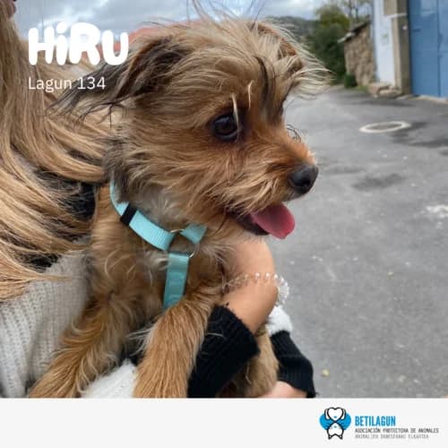 Hiru, Mixed Breed (Betilagun)