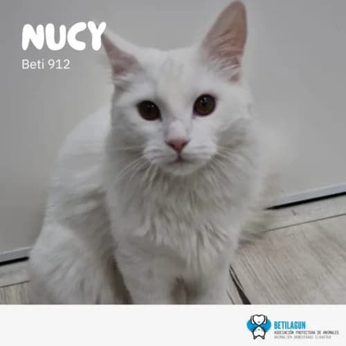 Nucy – en preadopción, Mixed Breed (Betilagun)