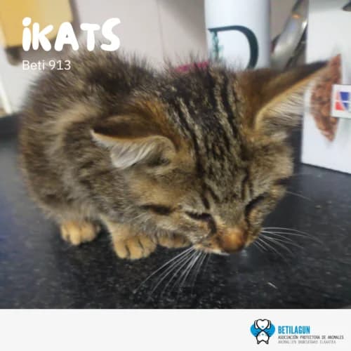 Ikats –, Mixed Breed (Betilagun)