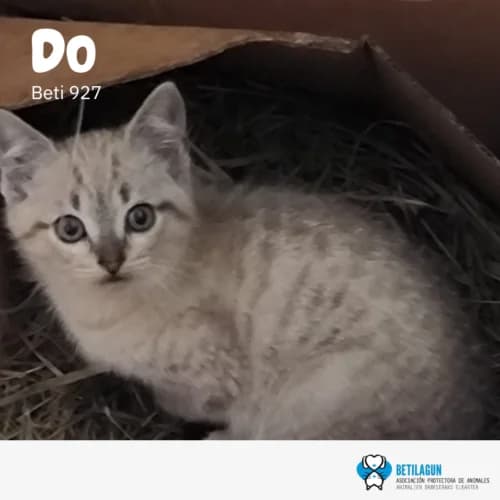 Do – en preadopción, Mixed Breed (Betilagun)