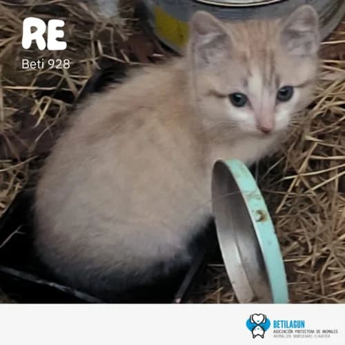 Re – en preadopción, Mixed Breed (Betilagun)