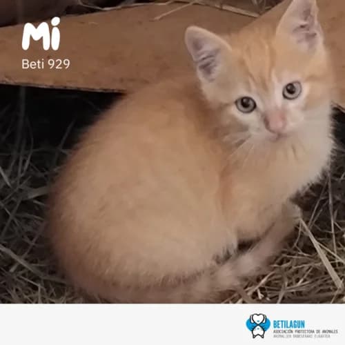 Mi – en preadopción, Mixed Breed (Betilagun)