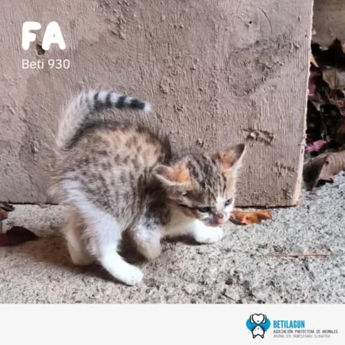 Fa – en preadopción, Mixed Breed (Betilagun)