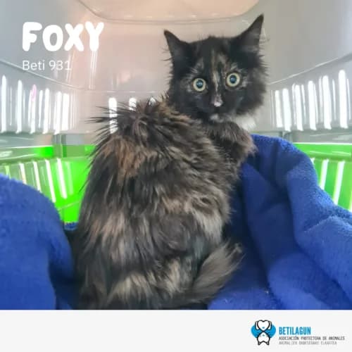Foxy, Mixed Breed (Betilagun)