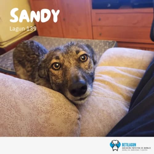 Sandy, Mixed Breed (Betilagun)