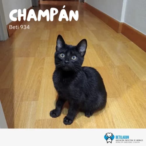 Champán, Mixed Breed (Betilagun)
