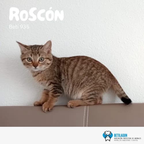 Roscón, Mixed Breed (Betilagun)