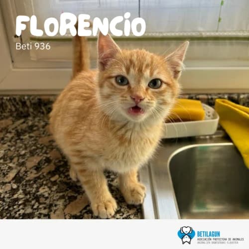 Florencio, Mixed Breed (Betilagun)