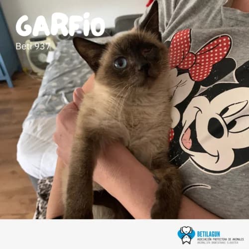 Garfio – en preadopción, Mixed Breed (Betilagun)