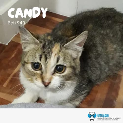 Candy, Mixed Breed (Betilagun)