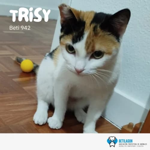 Trisy –, Mixed Breed for adoption at Betilagun