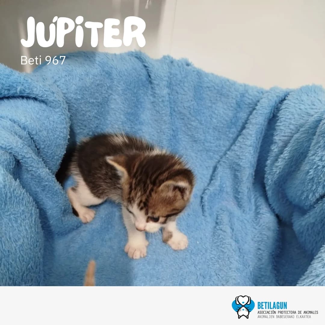 Júpiter – en preadopción, Mixed Breed (Betilagun)
