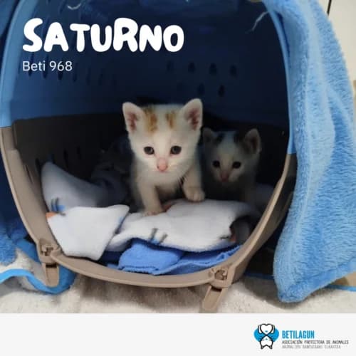 Saturno –, Mixed Breed for adoption at Betilagun