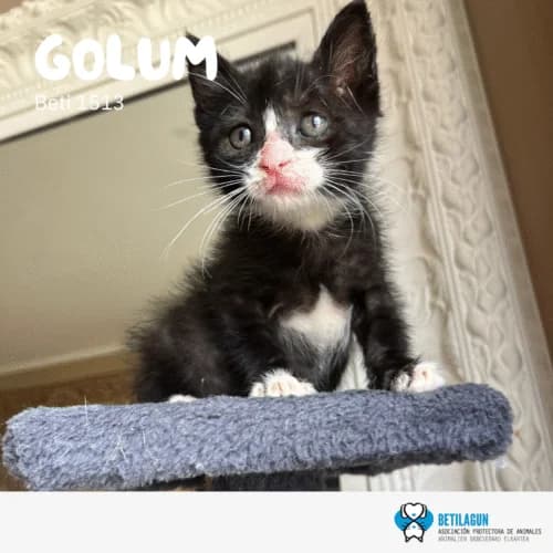 Golum, Mixed Breed (Betilagun)