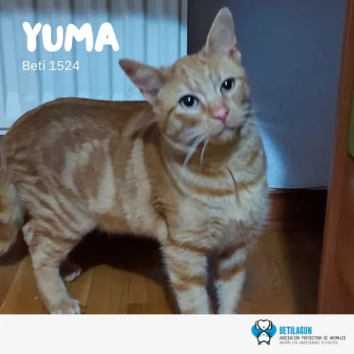 Yuma, Mixed Breed (Betilagun)