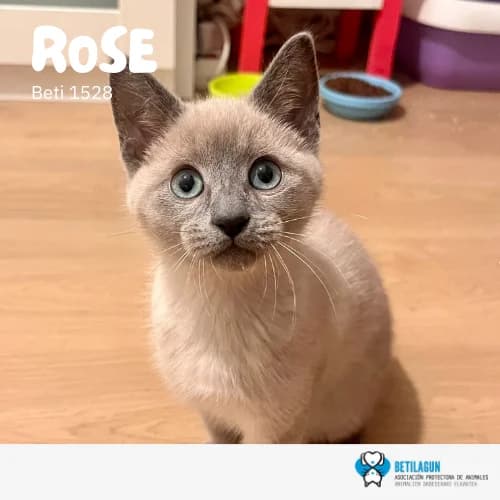 Rose – en preadopción, Mixed Breed (Betilagun)