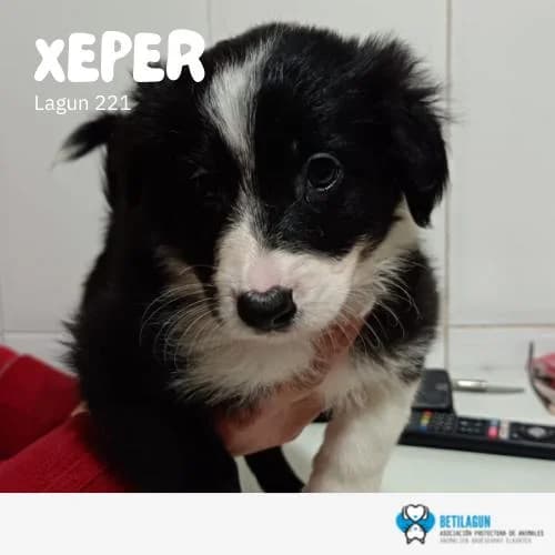 Xeper – En preadopción, Mixed Breed (Betilagun)