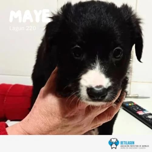 Maye – En preadopción, Mixed Breed (Betilagun)