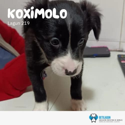 Koximolo – En preadopción, Mixed Breed (Betilagun)