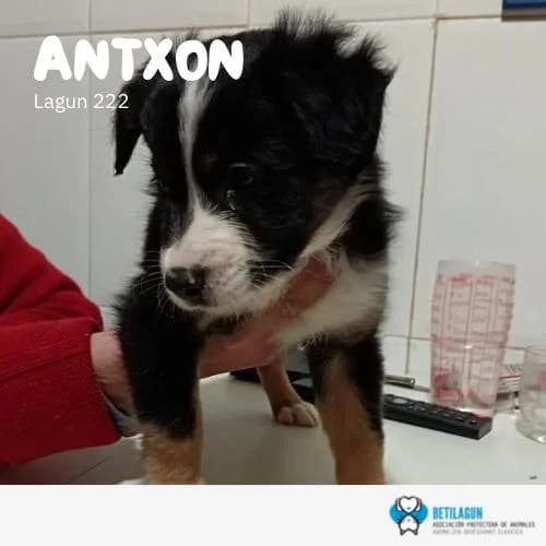 Antxon – En preadopción, Mixed Breed (Betilagun)
