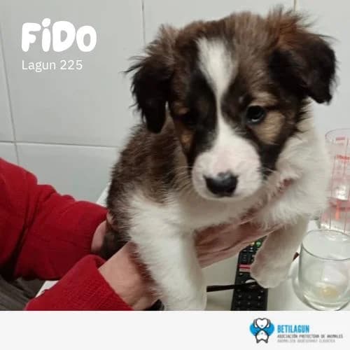 Fido – En preadopción, Mixed Breed (Betilagun)