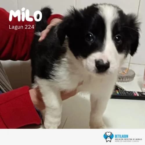 Milo – En preadopción, Mixed Breed (Betilagun)