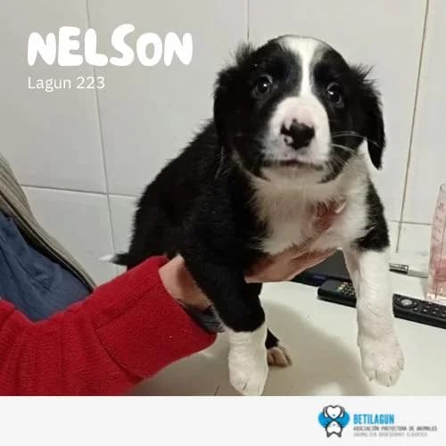 Nelson – En preadopción, Mixed Breed (Betilagun)