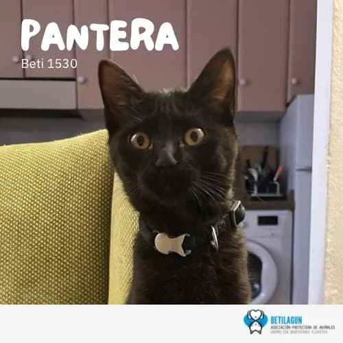 Pantera – En preadopción, Mixed Breed (Betilagun)