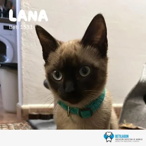 Lana –, Mixed Breed for adoption at Betilagun