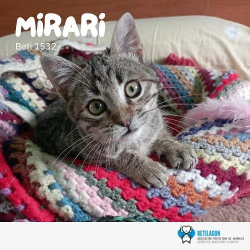 Mirari, Mixed Breed (Betilagun)